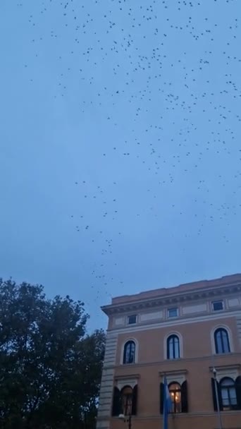 日没時の群れはローマの空を飽和させます イタリア — ストック動画