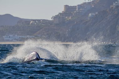 Cabo San Lucas Meksika 'da Pasifik Okyanusu' nda kambur balina ihlali.