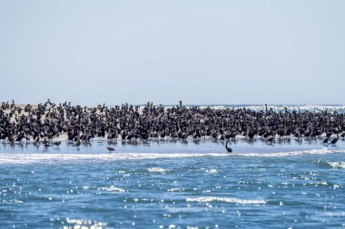 Baja California 'nın kumlu sahillerinde bir sürü karabatak var.