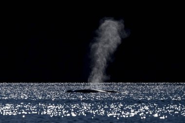 Loreto Baja California 'da mavi balina. Meksika' da nesli tükenmekte olan en büyük hayvan.