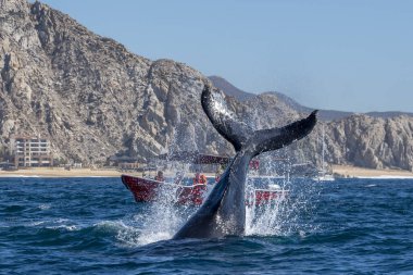 Kambur balina kuyruğu Cabo San Lucas Meksika 'da balina izleme teknesini tokatlıyor.