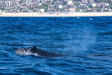 Balinaya yakın kambur balina Cabo San Lucas Meksika Baja California 'da tekne izliyor.