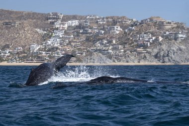 Kambur balina kuyruğu Cabo San Lucas Meksika 'da balina izleme teknesini tokatlıyor.