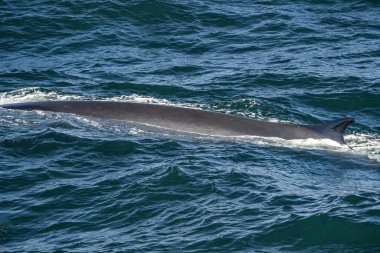 Cape Cod açıklarında yemek yerken turneyi izleyen yüzgeçli balinalar.