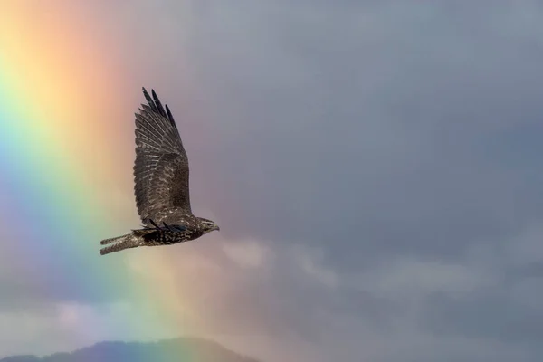 Osprey Sobrevolando Golfo Con Nubes Arco Iris Fondo —  Fotos de Stock