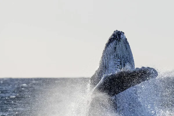 Humbak Wieloryb Łamanie Pacyficznym Tle Oceanu Cabo San Lucas Meksyk — Zdjęcie stockowe