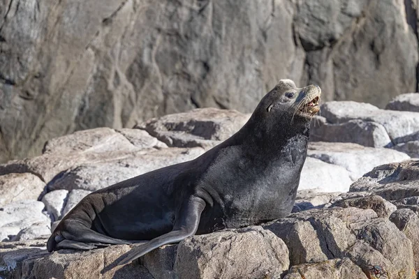 Lew Morski Wygrzewanie Się Słońcu Skale Lew Morski Cabo San — Zdjęcie stockowe