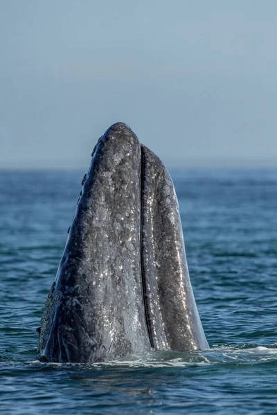 Grauwal Bei Der Walbeobachtung Laguna San Ignacio Baja California Sur — Stockfoto