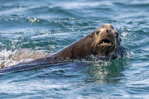 Sea Lion Έρχεται Σας Cabo San Lucas Baja Μεξικό Baja — Φωτογραφία Αρχείου
