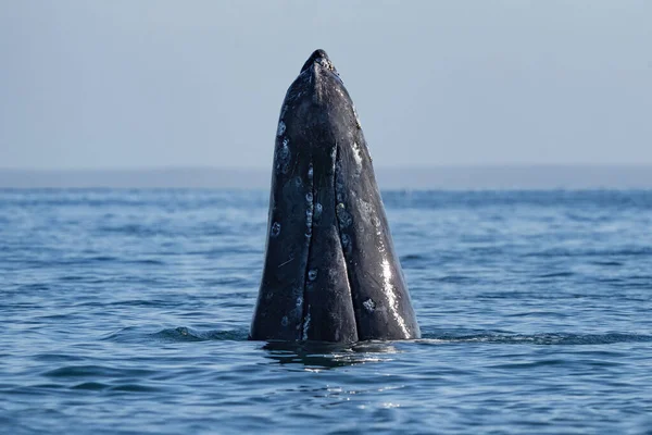 Baleia Cinzenta Observação Baleias Laguna San Ignacio Baja California Sur — Fotografia de Stock