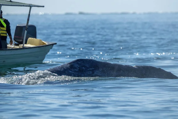 在墨西哥加州拉古纳圣伊格纳西奥海滩观看鲸鱼的灰鲸 — 图库照片