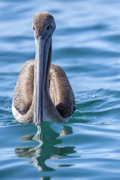 Pelikanen Medan Simmar Den Blå Baja Kalifornien Sur Sea — Stockfoto