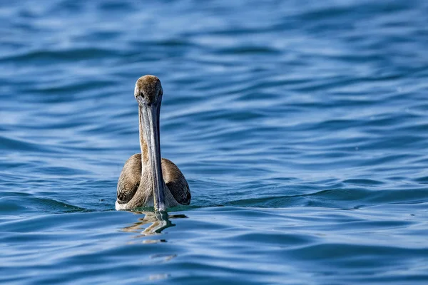 Pelikan Podczas Kąpieli Błękitnej Baja Kalifornii Sur Morze — Zdjęcie stockowe