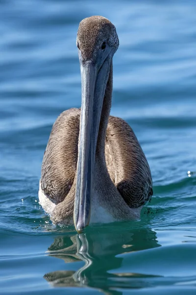 Pelikanen Medan Simmar Den Blå Baja Kalifornien Sur Sea — Stockfoto