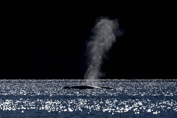 在墨西哥的洛雷托的蓝鲸正在濒危世界上最大的动物 — 图库照片