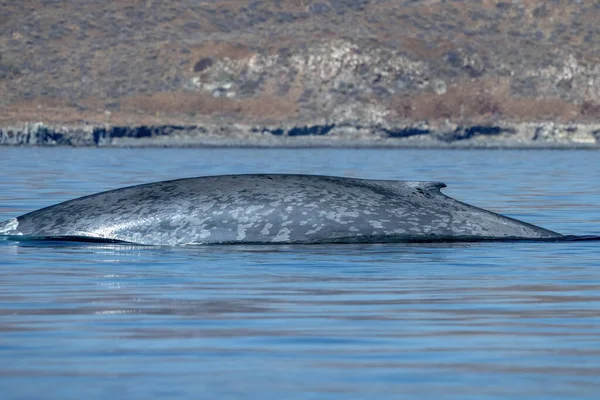 Blauwal Loreto Baja California Sur Mexico Gefährdetes Größtes Tier Der — Stockfoto