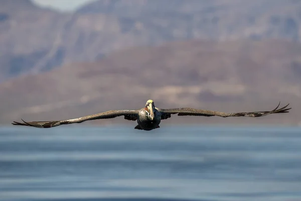 Pelican While Flying Blue Baja California Sur Sea — Stock Photo, Image