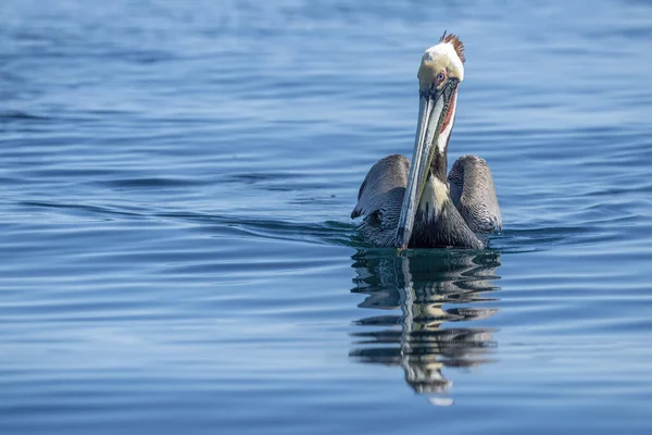 Pelican Mentre Nuota Nel Blu Baja California Sur Sea — Foto Stock