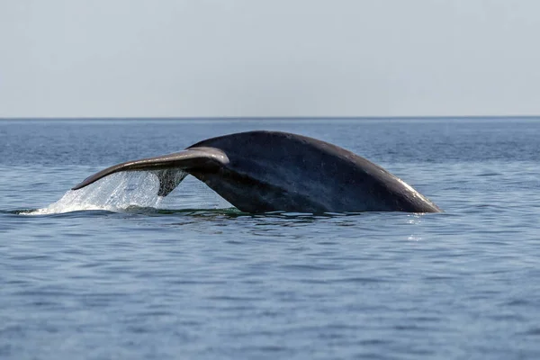 Modrá Velryba Loretě Baja California Sur Mexico Ohrožené Největší Zvíře — Stock fotografie