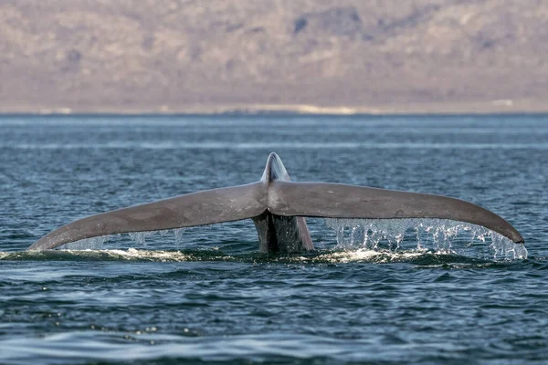 在墨西哥的洛雷托的蓝鲸正在濒危世界上最大的动物 — 图库照片