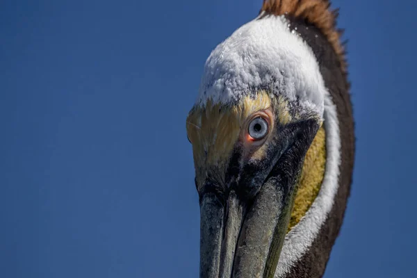 Detalhe Olho Pelicano Enquanto Swiiming Azul Baja Califórnia Sur Sea — Fotografia de Stock