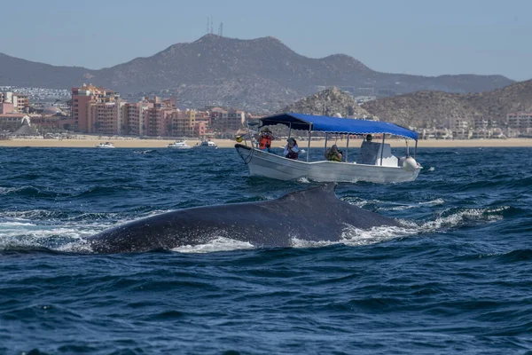 Humpback Whale Tail Slapping Front Whale Watching Boat Cabo San — Stock Photo, Image