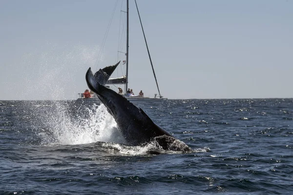Baleine Bosse Queue Gifle Devant Bateau Observation Des Baleines Cabo — Photo