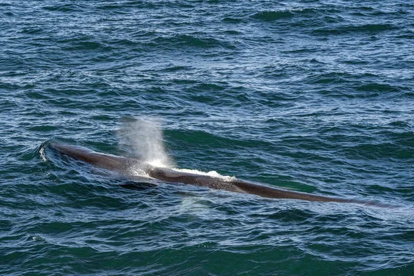 食事中にケープコッドクジラの観光ツアーから見たフィンクジラ — ストック写真