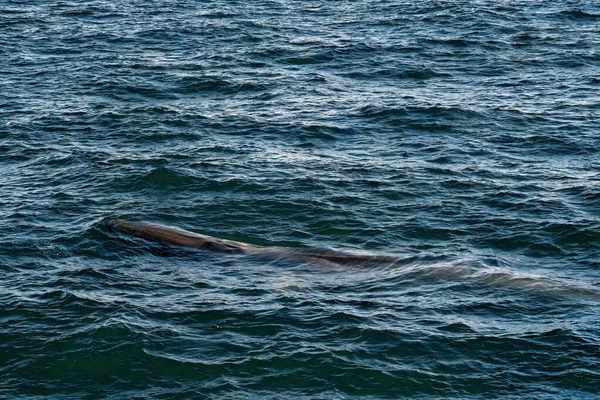 Baleias Barbatanas Vistas Fora Passeio Observação Baleias Cape Cod Enquanto — Fotografia de Stock