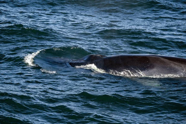 Fin Wieloryby Widziane Cape Cod Wielorybów Oglądania Trasy Podczas Jedzenia — Zdjęcie stockowe