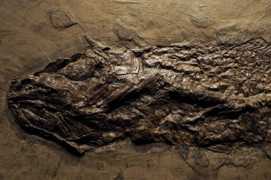 Aktinoperygii Cyclurus kehieri fosilleşmiş balık.