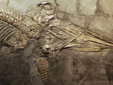 Plesiosaurios dinozor fosilleşmiş balık.