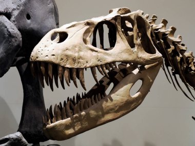 Plesiosaurios dinozor iskelet iskelet detayı yeniden yapılandırma