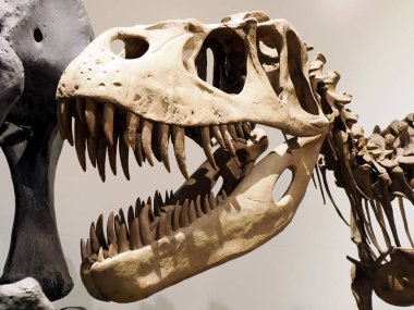 Plesiosaurios dinozor iskelet iskelet detayı yeniden yapılandırma