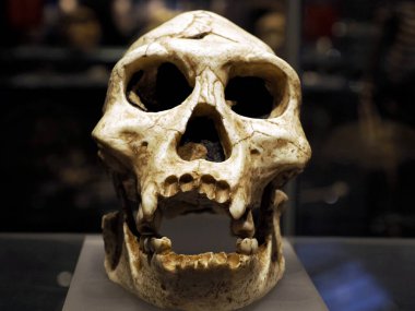 Neandertal tarih öncesi kafatası evrim detayları