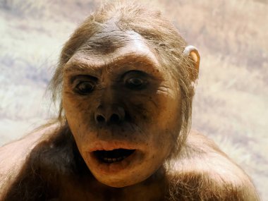 Neandertal tarih öncesi kadın Lucy stili evrim detayları