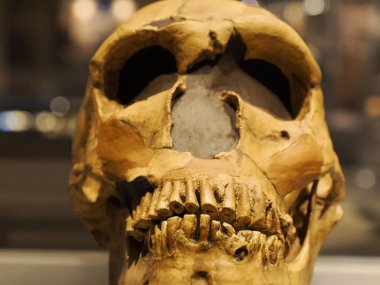 Neandertal tarih öncesi kafatası evrim detayları