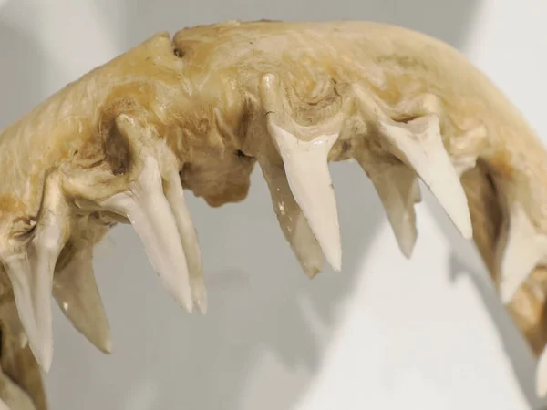 Mako shark jaw showing teeth detail
