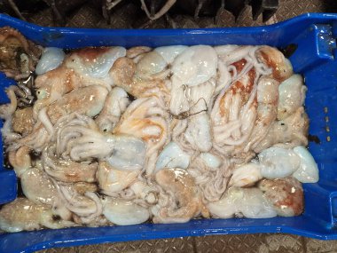 Balık pazarında canlı canlı yakalanan ahtapot.