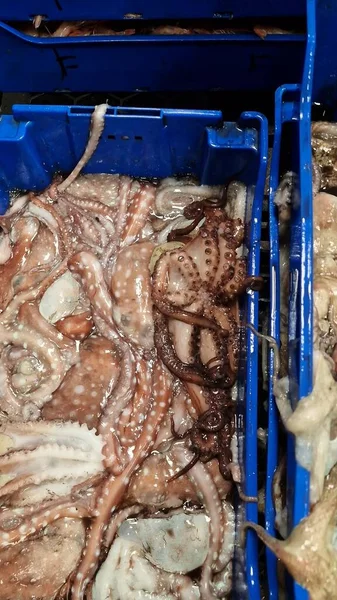 fresh caught live octopus at fish market detail