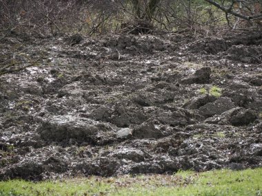 Landscape of the Soil and dirt, moved by wild pigs searching for food. Wild pigs searching for truffles and roots to eat