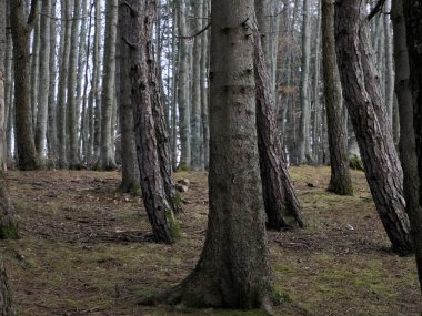 Beech forest with a very old tree in Calamone Ventasso Lake Italy in winter