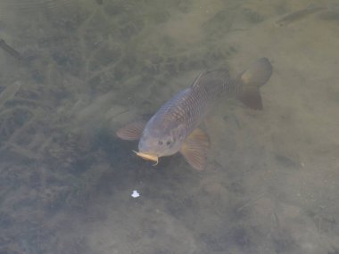 common european carp gulping air at the surface
