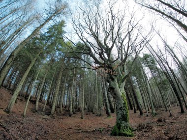 Beech forest with a very old tree in Calamone Ventasso Lake Italy in winter