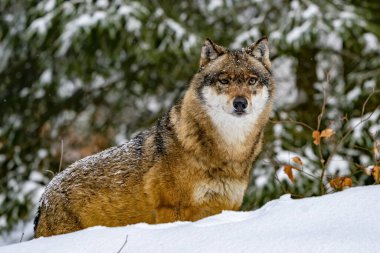 a wolf looking at you in the snow background portrait