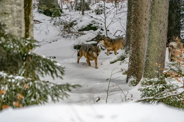 group of wolves hunting in the forest under the snow background portrait