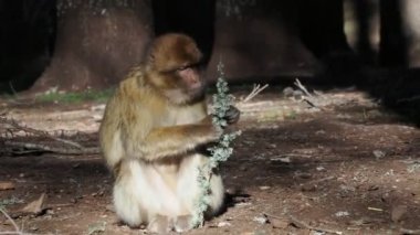Cute Barbary macaque ape monkey , Ifrane national park, Morocco.