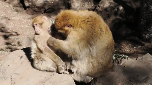 Cute Barbary Macaque Ape Monkey Ifrane National Park Morocco — Vídeo de stock
