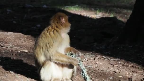 かわいいバーバリマカク猿 イラン国立公園 モロッコ — ストック動画