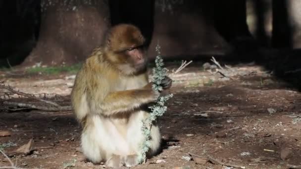 かわいいバーバリマカク猿 イラン国立公園 モロッコ — ストック動画